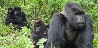 Gorilla Tours in Uganda
