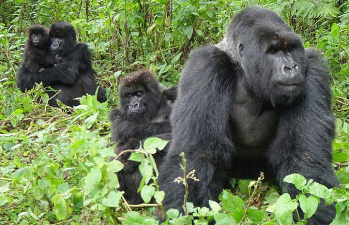 Gorilla Tours in Uganda