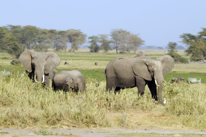 African elephants