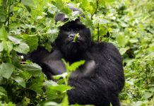 Gorilla tours in Uganda