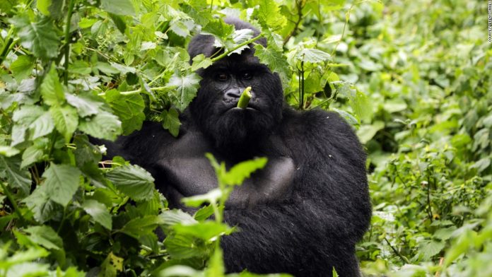 Gorilla tours in Uganda