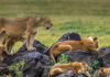 Visit Uganda & Discover More Tours & Excursions Wildlife in Uganda