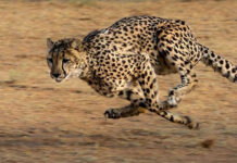 Explore Tanzania: Safari Parks & Reserves