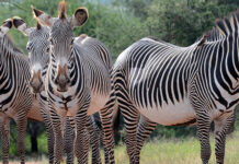 Top Reasons why Visit Uganda on your next holiday Zebras in Africa