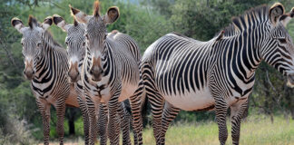 Top Reasons why Visit Uganda on your next holiday Zebras in Africa