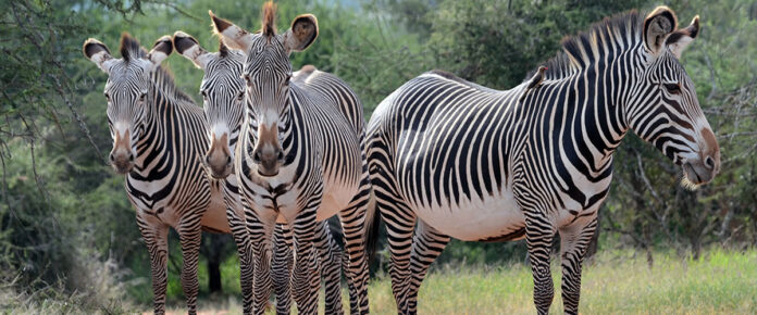 Zebras in Africa
