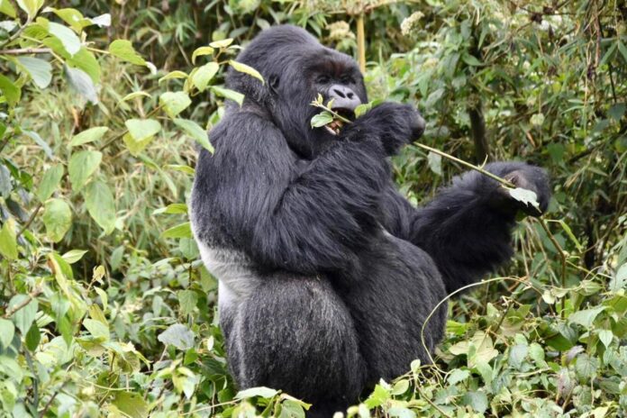 Gorilla Trek in Rwanda