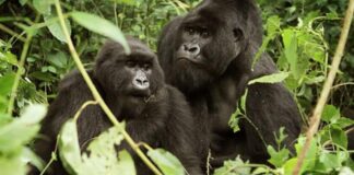 Gorilla Tours in Africa