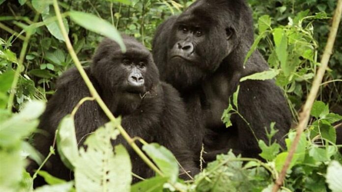 Gorilla Tours in Africa