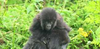 Gorilla trek in Bwindi