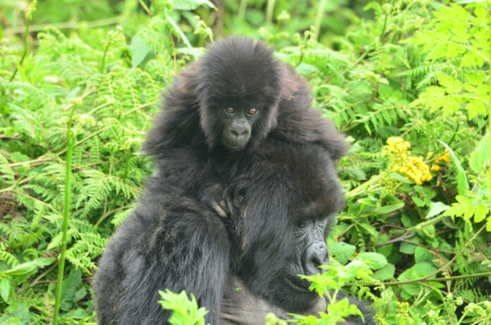 Gorilla trek in Bwindi