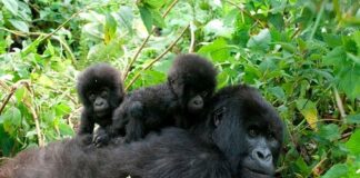 Gorilla trek Rwanda
