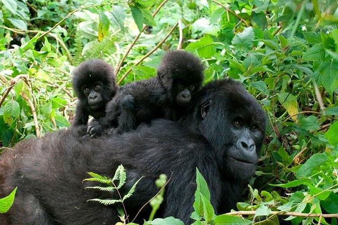 Gorilla trek Rwanda