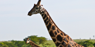 Uganda Safari Tours 2022/2023