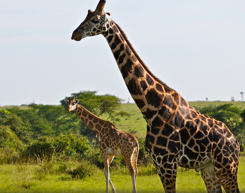 Uganda Safari Tours 2022/2023