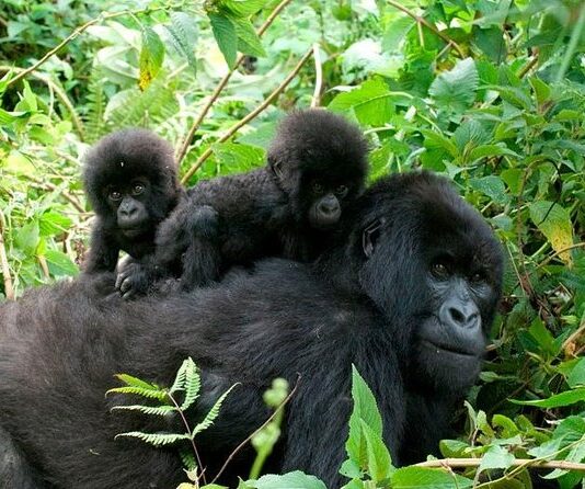 Gorilla Trekking Tours in Uganda