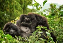 How Much is Rwanda Gorilla Tour Gorilla trek Rwanda
