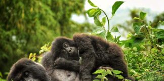 How Much is Rwanda Gorilla Tour Gorilla trek Rwanda